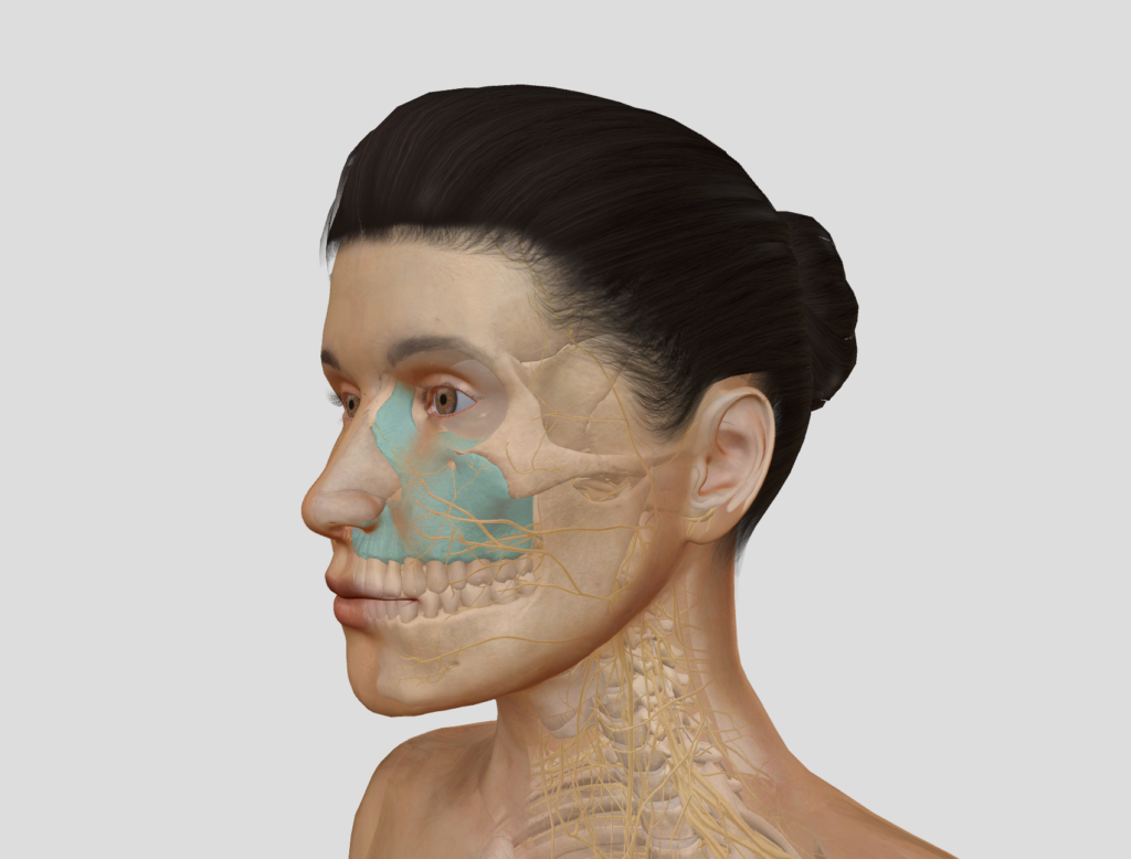 Lippenbändchen, Gummysmile - Oberkiefer-Anatomie